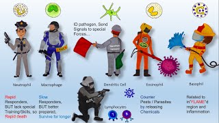 Functions of WBCs  White Blood Cells [upl. by Gustafsson]