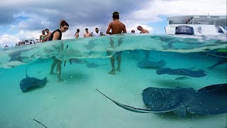 Grand Cayman  Stingray City Sandbar GoPro HD [upl. by Bunns]