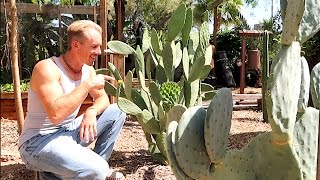 Growing THE BEST EDIBLE CACTUS [upl. by Urian]