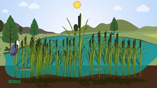 Importance of Cattails in Wetlands [upl. by Dotty]