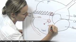 How Does a Rumen Work [upl. by Aneen]