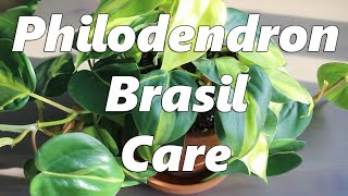 Philodendron Brasil Care [upl. by Rein]