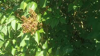 En mai juin BIEN TAILLER SON LILAS les règles à respecter [upl. by Anitrebla]