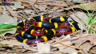 Coral Snake Vs Milksnake [upl. by Pompei]