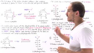 Oxidative Phase of Pentose Phosphate Pathway [upl. by Nois]