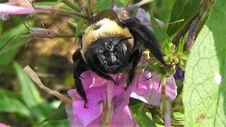 Eastern Carpenter Bee sleeping and then waking up Xylocopa virginica virginica [upl. by Arria56]