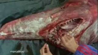 Goblin Shark Captured By Fishermen [upl. by Paloma]