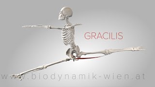 Gracilis Muscle 3D Animation 4K [upl. by Denney756]