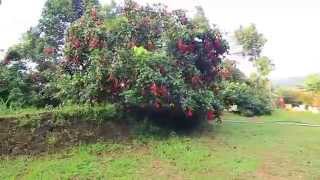 Indias First Rambutan Farm [upl. by Wil]