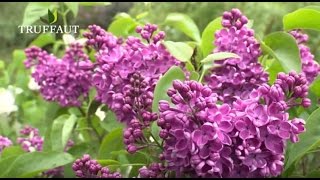 Comment tailler le lilas   Truffaut [upl. by Dyoll43]