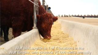 Exploring American beef feedlots [upl. by Adnik]