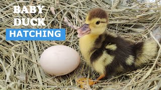 Baby Duck Hatching  Egg Hatching [upl. by Ydoj]