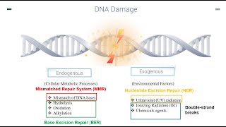 DNA Repair Mechanisms Part 1 [upl. by Atilem]