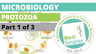 Protozoa  Microbiology  USMLE STEP 1  Part 1 of 3 [upl. by Trin]