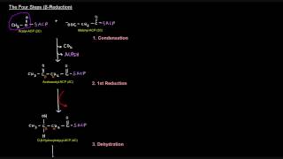 Fatty Acid Synthesis Part 5 of 12  Palmitate Synthesis [upl. by Smiga891]