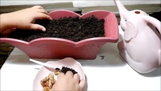 How to Grow Rambutan Seeds in a Pot at Home [upl. by Monreal]