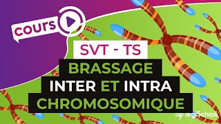 Brassage inter et intra chromosomique  SVT  TS  digiSchool [upl. by Luther]