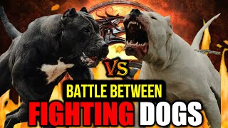 Presa Canario vs Dogo Argentino  Presa vs Dogo  Battle Between Fighting Dogs  Billa Boyka [upl. by Fishbein743]