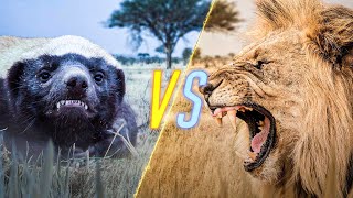 Honey Badger VS Lion [upl. by Methuselah]