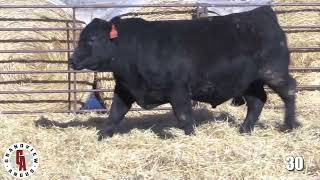 Grandview Angus Lot 30 [upl. by Janus]