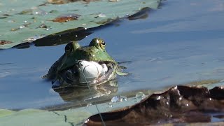 Bullfrogs Love Mice [upl. by Nalym690]