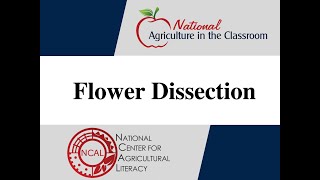 Flower Dissection Tutorial [upl. by Satsok]