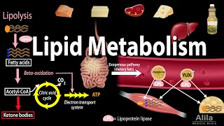 Lipid Fat Metabolism Overview Animation [upl. by Winnifred]