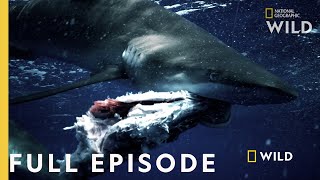 Shark vs Tuna Full Episode  National Geographic [upl. by Nihi]