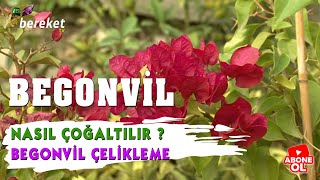 Begonvil Nasıl Çoğaltılır  Begonvil Çelikleme [upl. by Hacker]