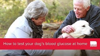 How to test your dogs blood glucose at home [upl. by Gonick954]