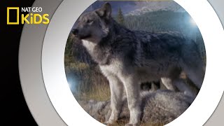 Living With Wolves  National Geographic Kids [upl. by Yerfoeg]