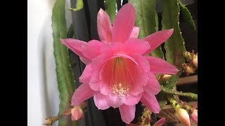 How to propagate Orchid cactus Epiphyllum [upl. by Bruni724]