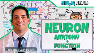 Neurology  Neuron Anatomy amp Function [upl. by Ahsikan]