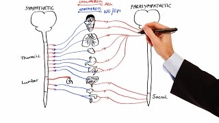 Pharmacology  AUTONOMIC NERVOUS SYSTEM MADE EASY [upl. by Ydollem736]