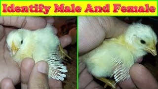 How to Identify Male and Female Chicks [upl. by Harp]