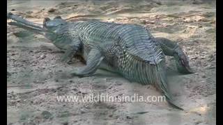 Gharial Gavialis gangeticus [upl. by Driscoll]