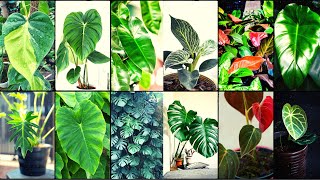 Philodendron Varieties A to Z [upl. by Fausta]