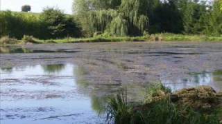 HYDROTHOL 191 VIDEO2 aquatic herbicide  Lake Weed Killer  How to kill lake weeds  killlakeweeds [upl. by Ynots]