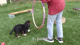 Cavalier King Charles Spaniel Does Dog Tricks [upl. by Ennylhsa270]