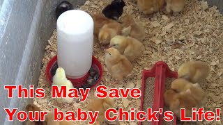 How to raise baby chicks [upl. by Grubman]