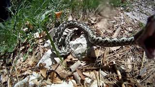 Napad Poskokausporeni snimak  Vipera ammodytes attack slow motion [upl. by Nicko]