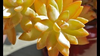 Ten Terrific Colorful Succulents [upl. by Enileuqcaj]