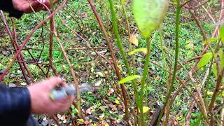 Cięcie borówki amerykańskiej Pruning American blueberries [upl. by Dorris]