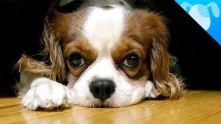 Cavalier King Charles Spaniel Facts [upl. by Lemkul]