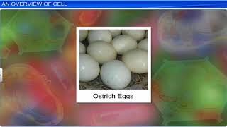 CBSE Class 11 Biology  Cell The Unit of Life  Full Chapter  By Shiksha House [upl. by Hildegaard]