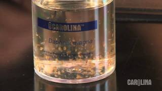 How to Care for Daphnia [upl. by Loreen]