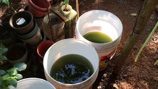 How to grow Green Water Algae [upl. by Bello938]