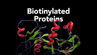 RampD Systems Biotinylated Proteins [upl. by Adyht]