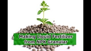 Making Liquid Fertilizer From NPK Granular [upl. by Aihsikal]