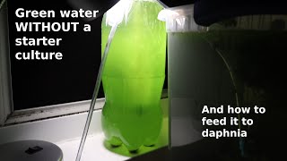 Green Water WITHOUT a Starter Culture  From Scratch  How To [upl. by Poucher145]